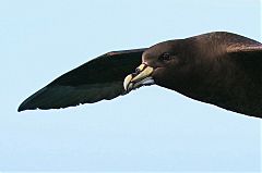 White-chinned Petrel